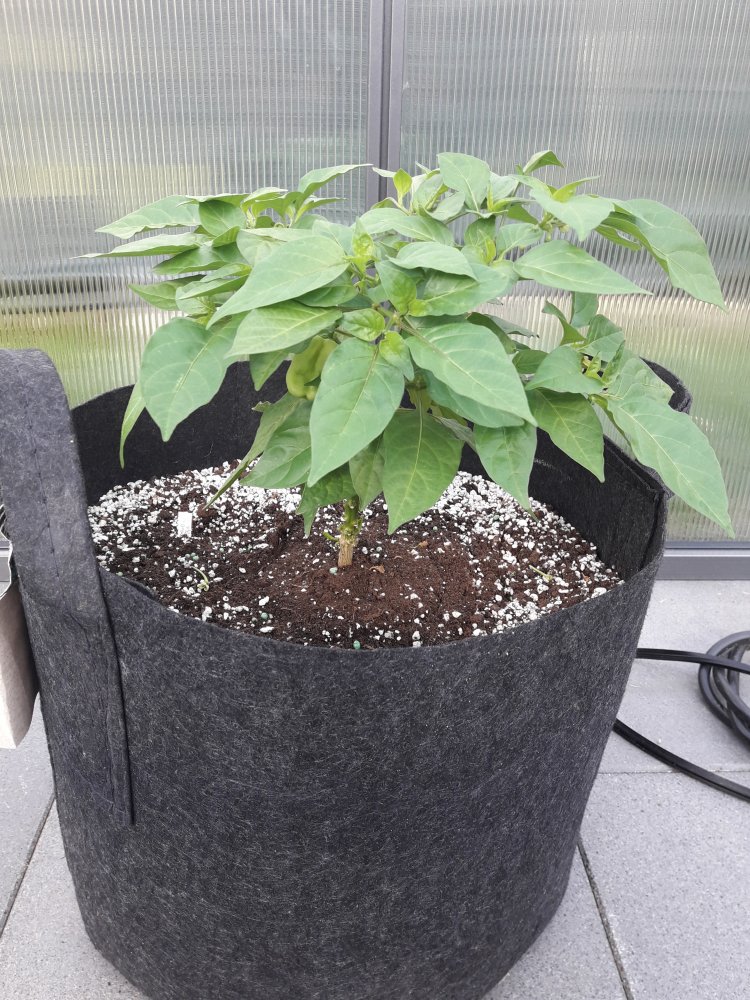 Habañero Gambia Juni (1)