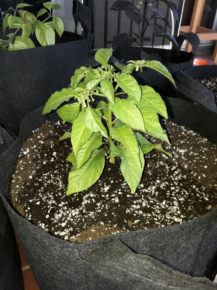 Habañero Gambia (Mai)