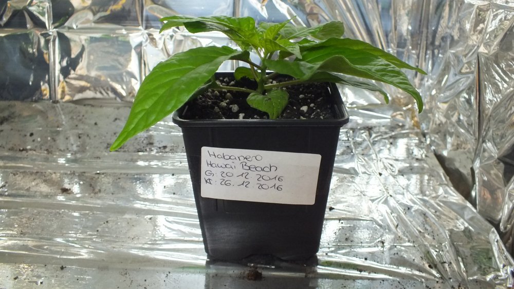 Habanero Hawai Beach