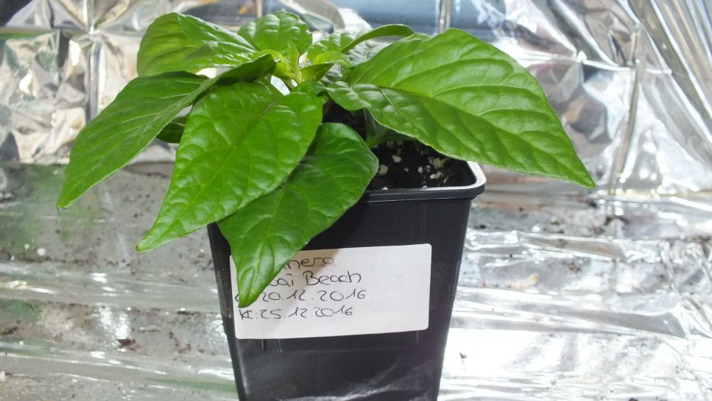 Habanero Hawai Beach