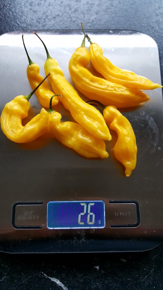 Habanero Hot Lemon für Salz