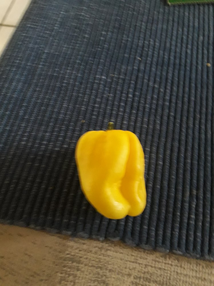 Habañero NICHT Gambia (1)