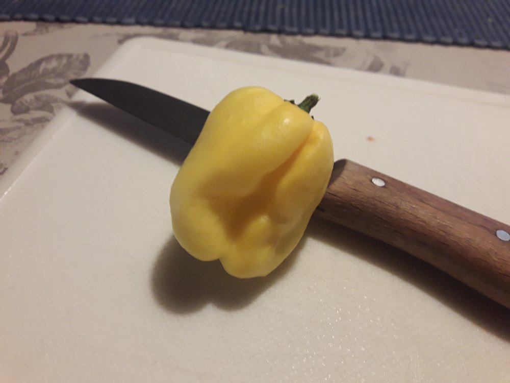 Habañero NICHT Gambia (2)