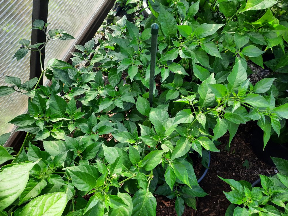 Habanero Red 080822 01.jpg