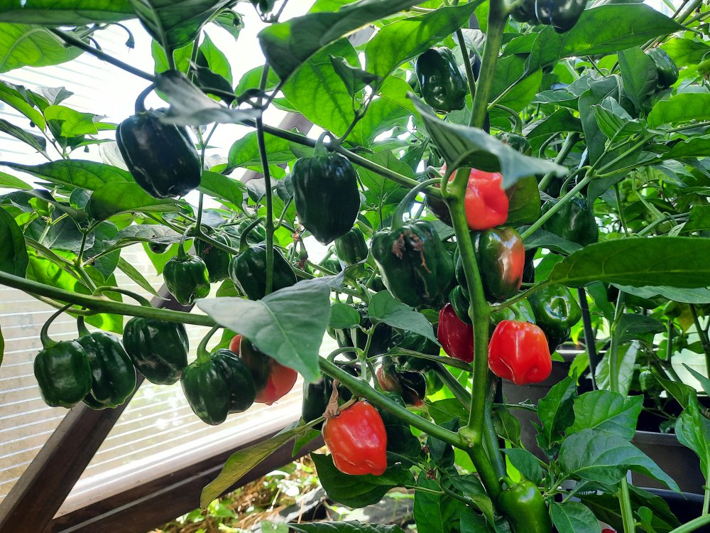 Habanero Red 080822 02.jpg