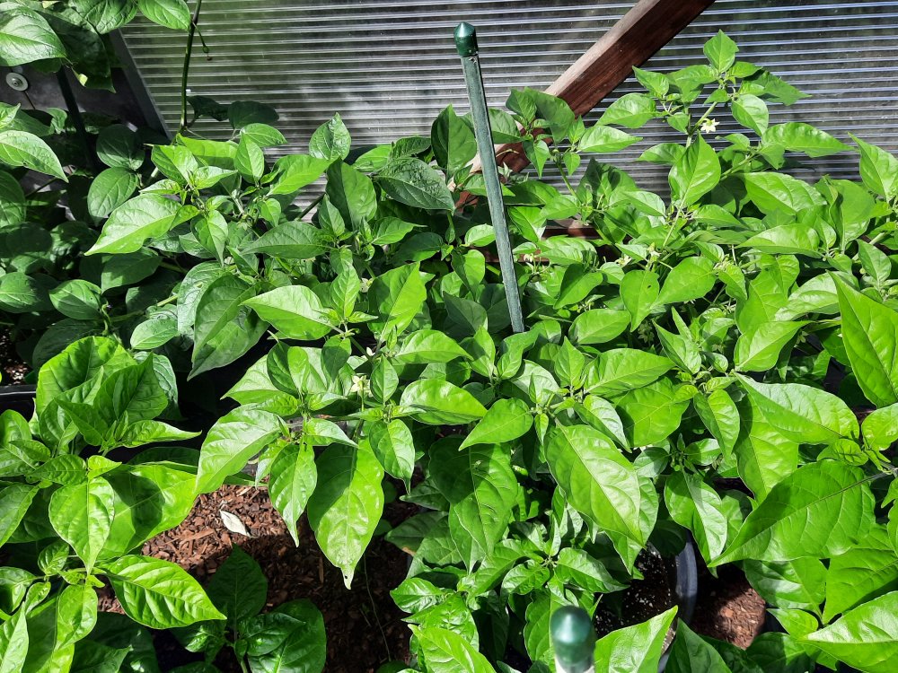 Habanero Red 110722a.jpg