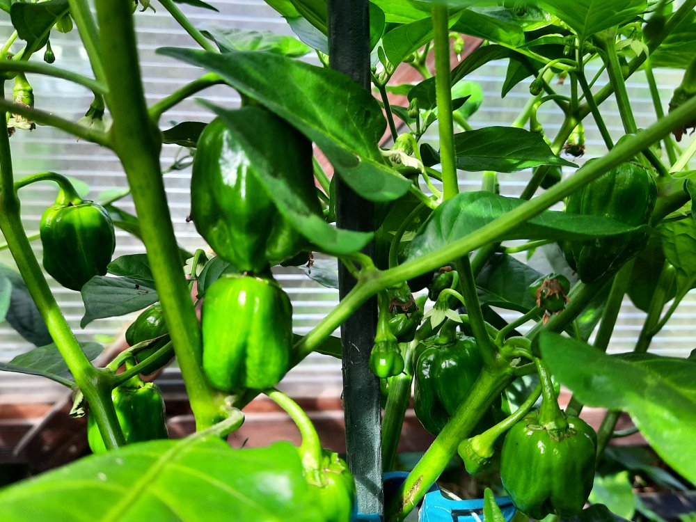 Habanero Red 110722b.jpg