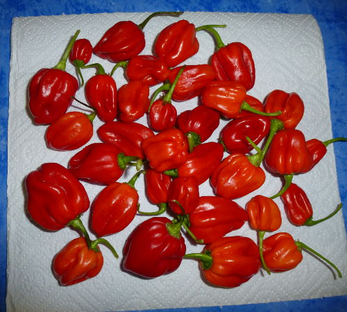 Habanero Red