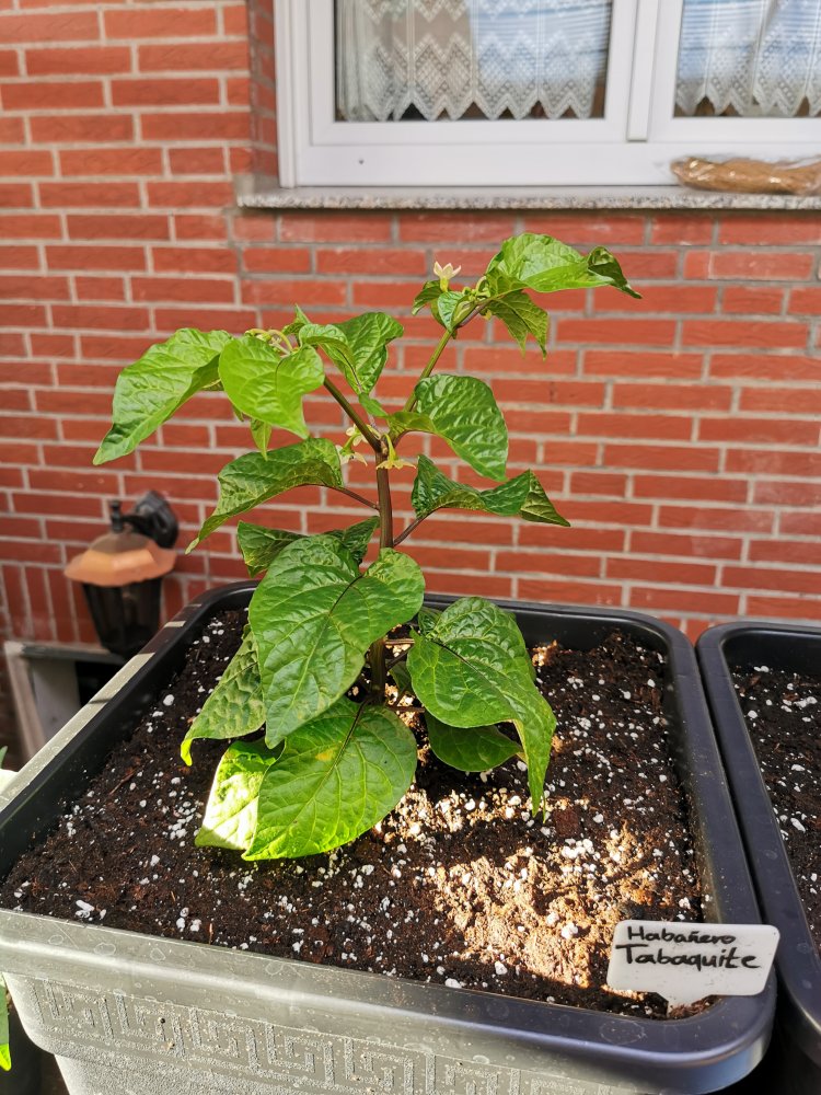 Habanero Tabaquite