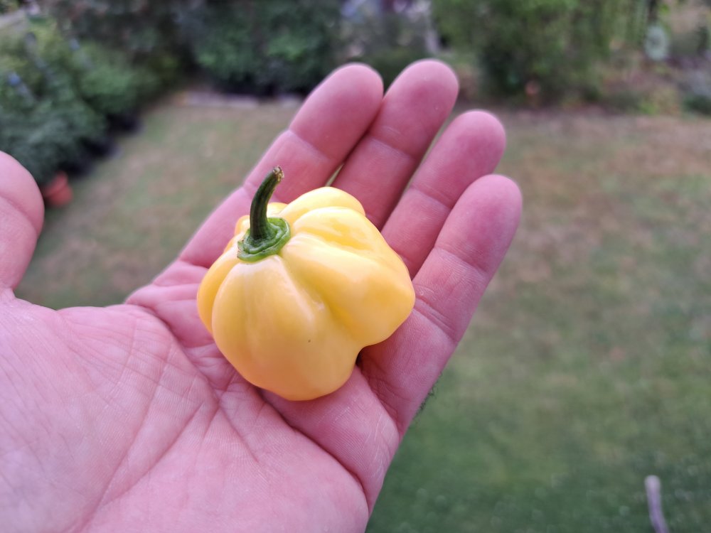Habanero White 250723 01.jpg