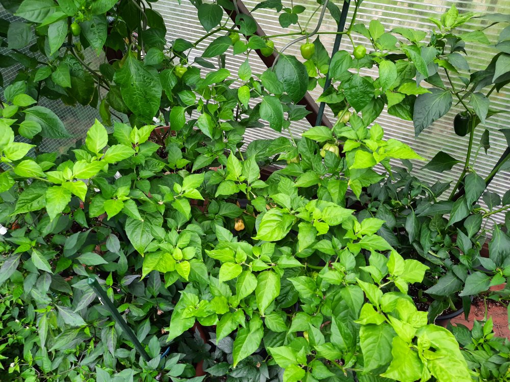 Habanero White Giant 01