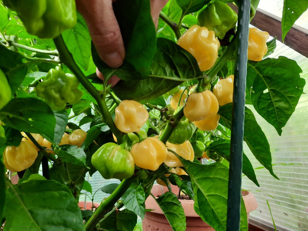 Habanero White Giant 02