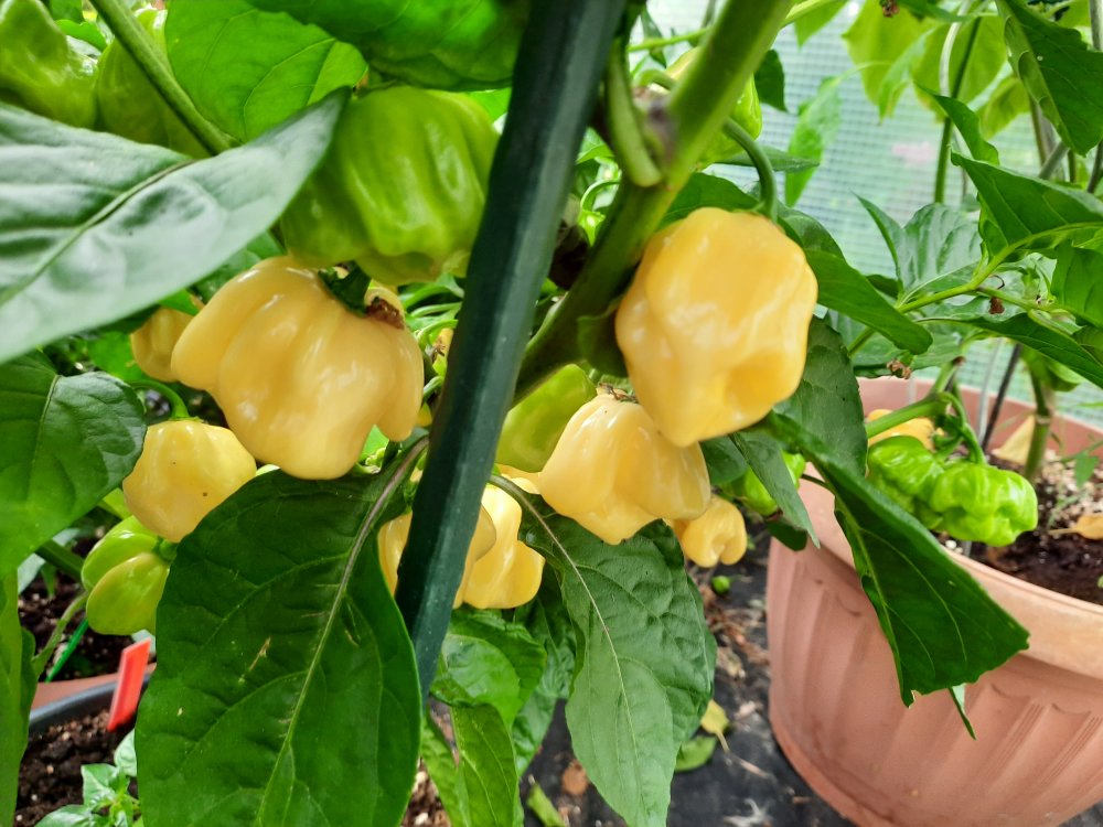 Habanero White Giant 03