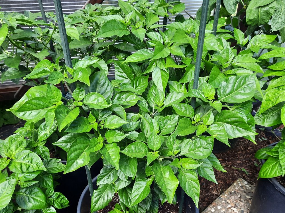 Habanero White Giant 110722a.jpg