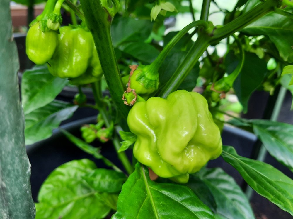 Habanero White Giant 110722b.jpg