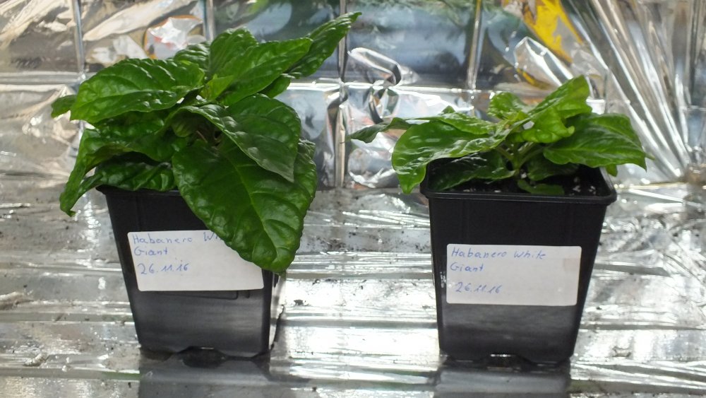 Habanero White Giant