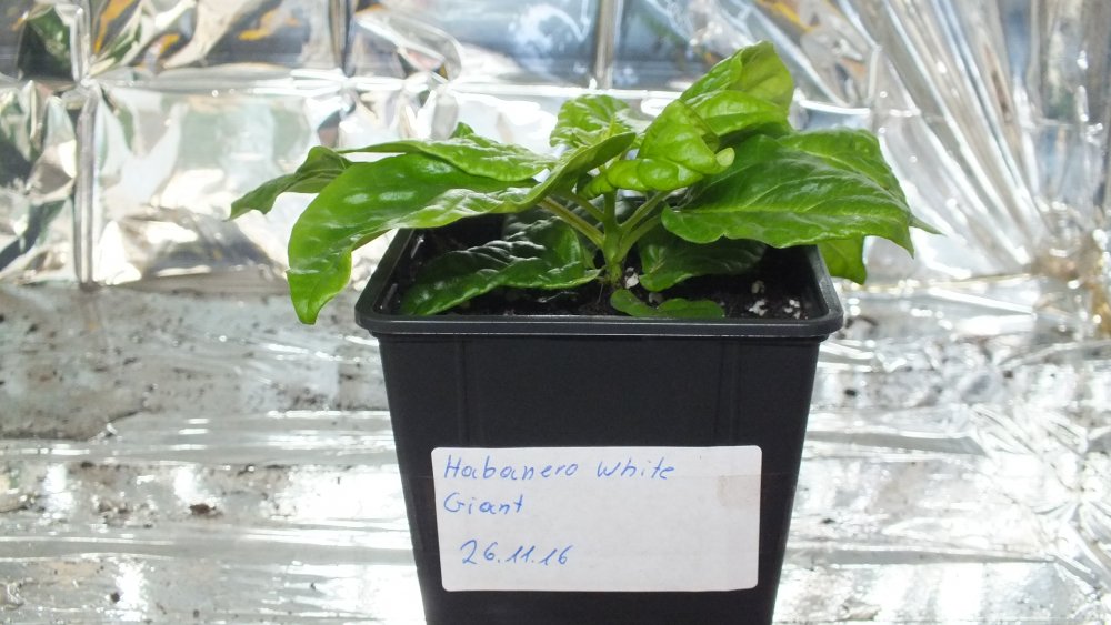 Habanero White Giant