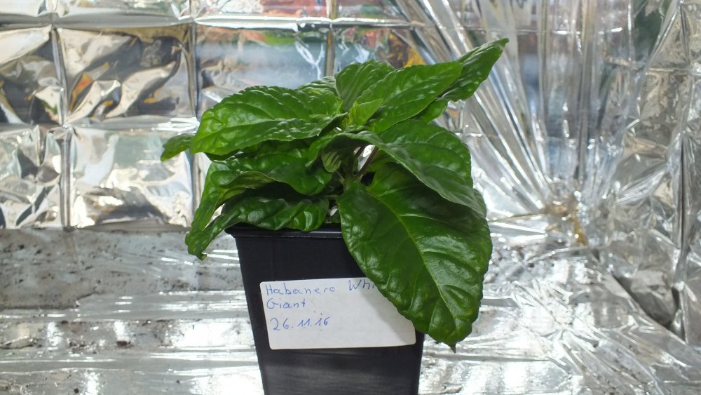 Habanero White Giant