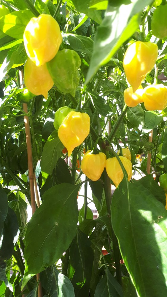 Habanero White Pflanze