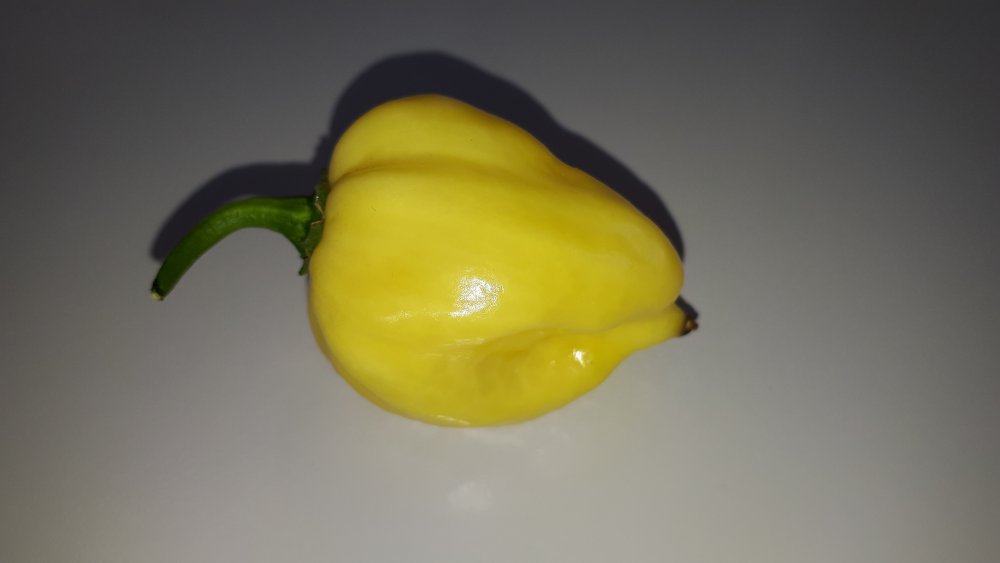 Habanero White