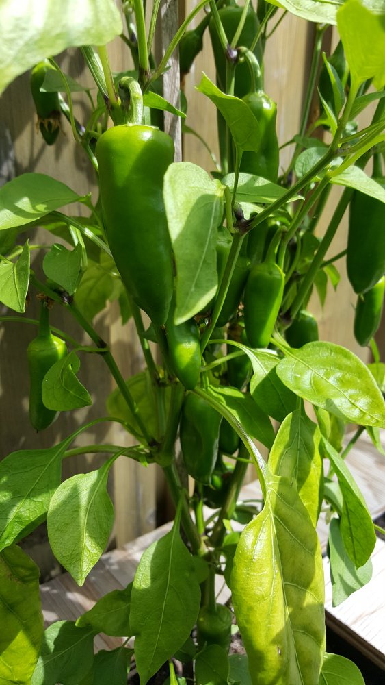 Habanero X Lunchbox