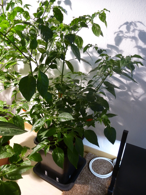 Habanero_Francisca_20130316
