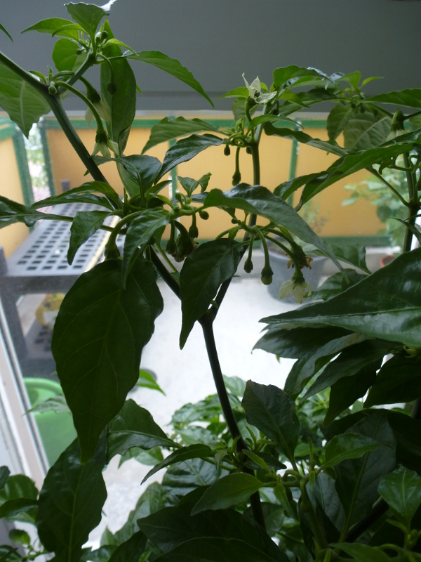 Habanero_Francisca_20130523