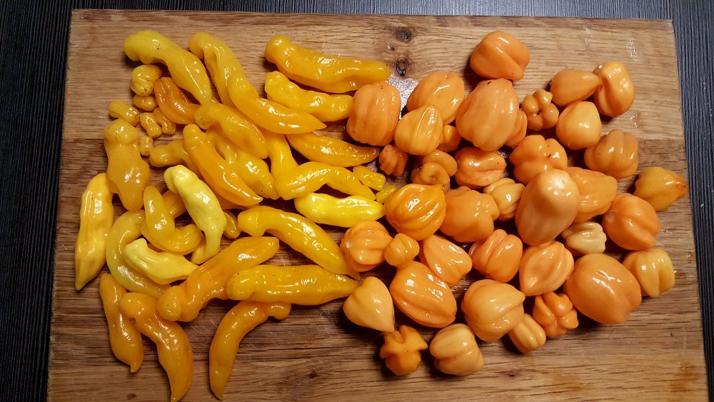 Habaneros
