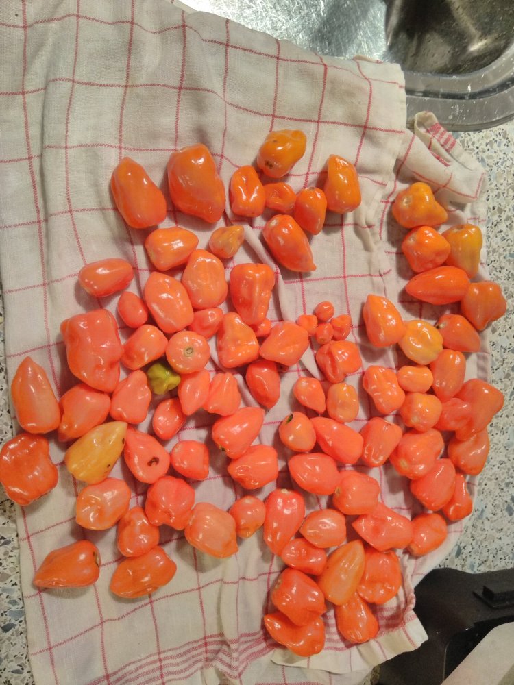 Habaneros