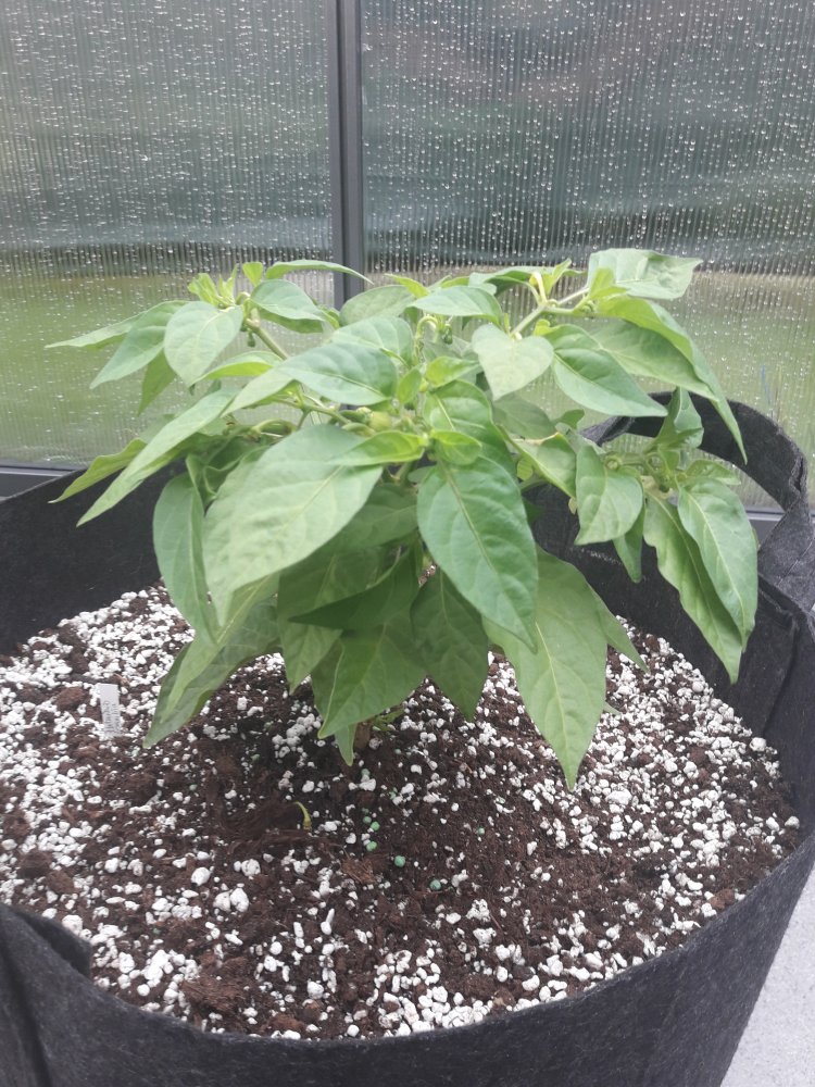 Habbi Gambia Mai (1)