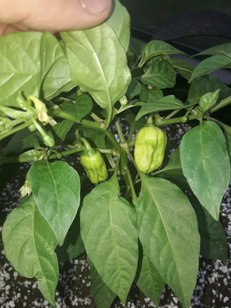 Habbi Gambia Mai (2)