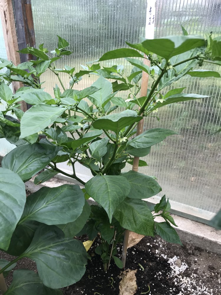 Mit Foto Hainan Yellow Lantern ChiliPepper.de die