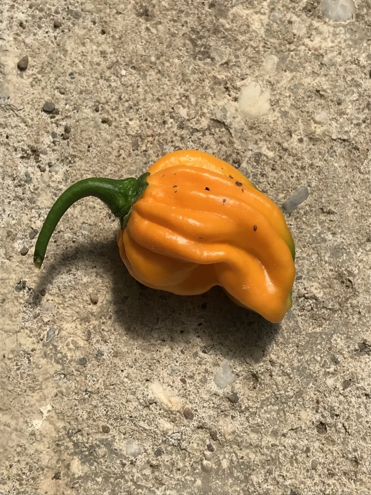 Mit Foto Hainan Yellow Lantern ChiliPepper.de die