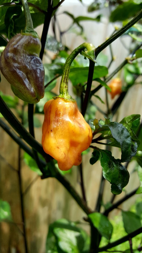 Halloween Ghost F3