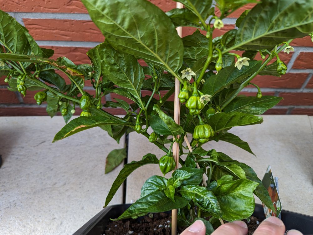 Harold St. Barts NICHT