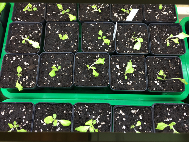 Heute pikiert: Grazer Krauthäuptel