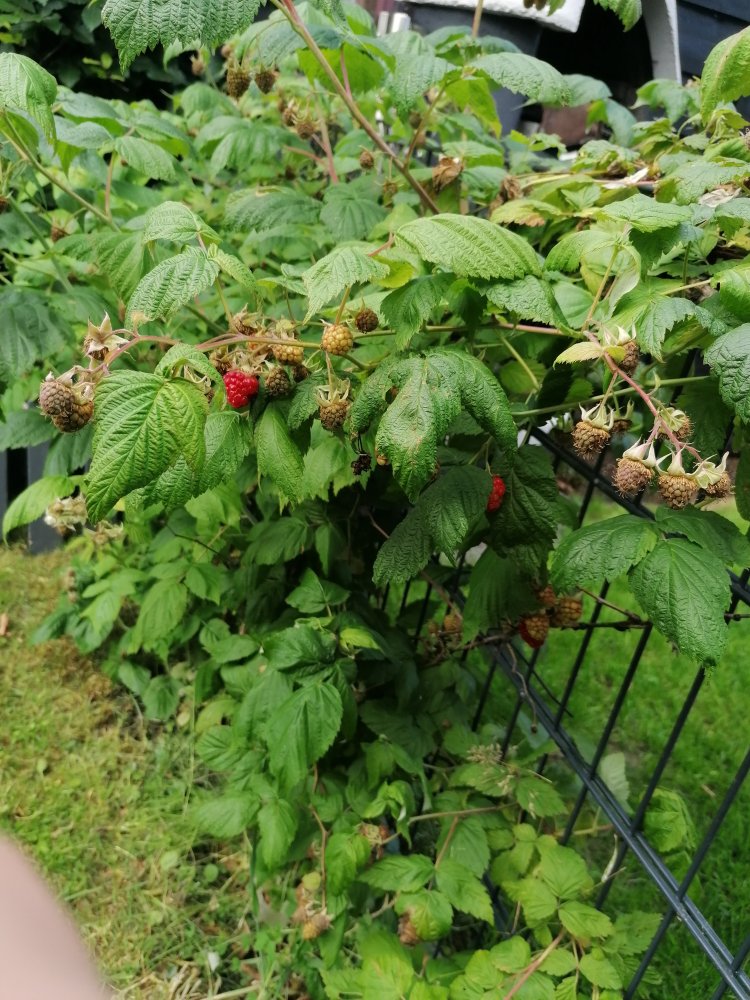 Himbeeren.jpg