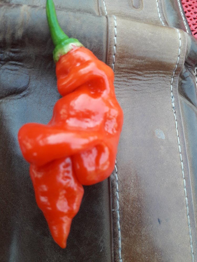 Hornet Beere | Chiliforum - Chili-Pepper.de