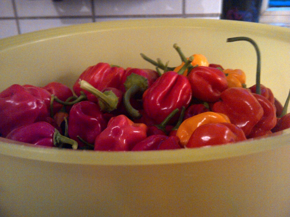 IMG-20120910-00098.jpg