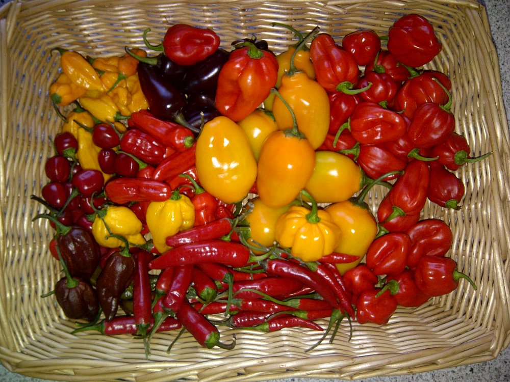 IMG-20121017-00003.jpg