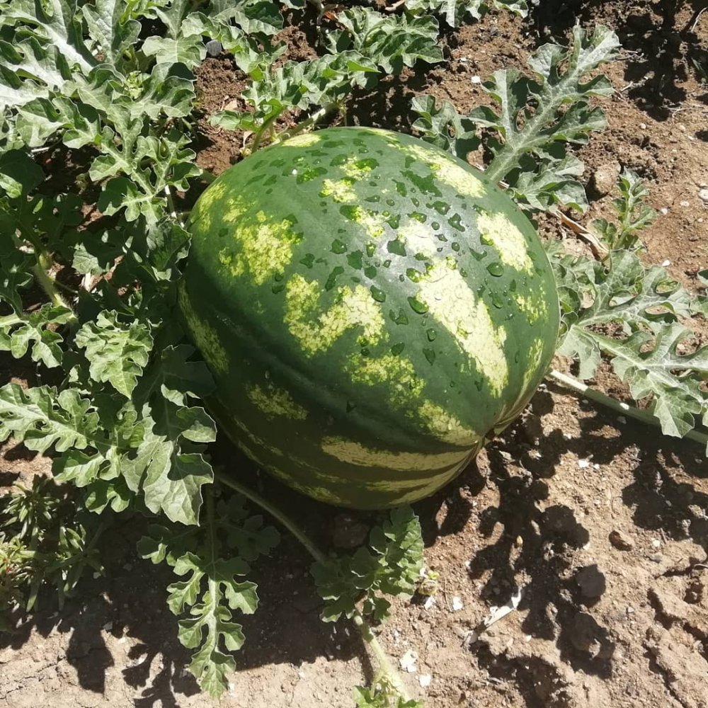 IMG_20180814_124938_748