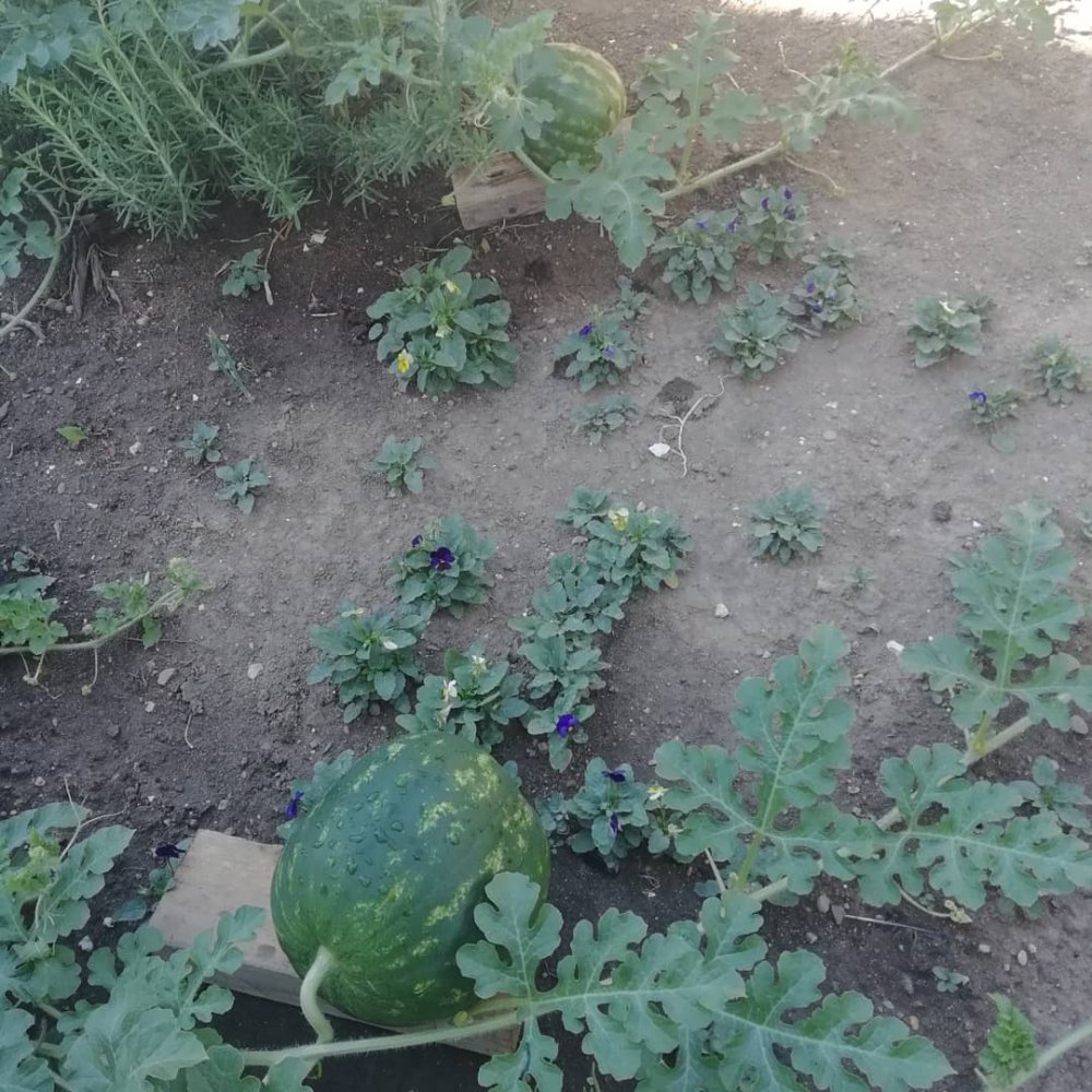 IMG_20180814_124938_751