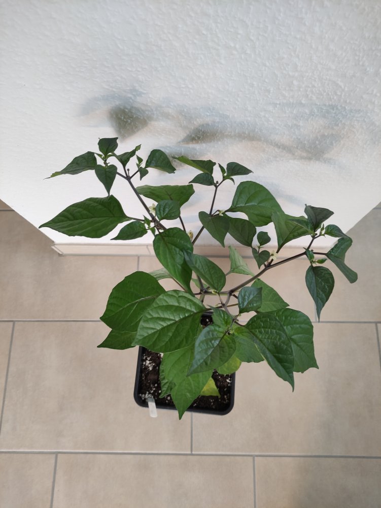 IMG_20210305_142703 Fatalii X PLisa Top.jpg