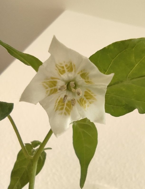 IMG_20210327_093420 LBoG x WF.jpg