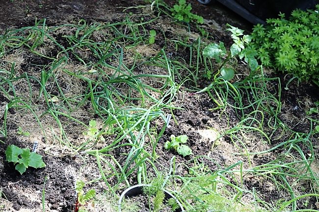 IMG_4028_cleaned.JPG