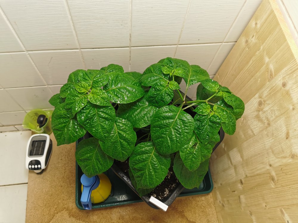 Indoor KS Scarlet Rose (2)