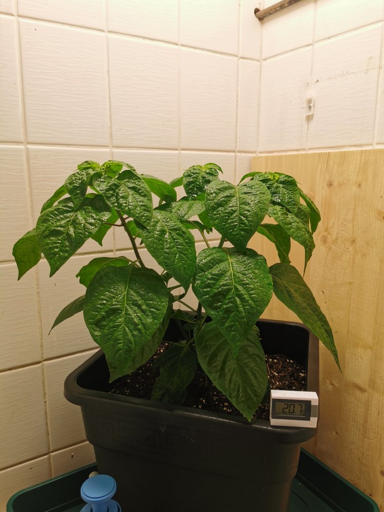 Indoor KS Scarlet Rose (3)