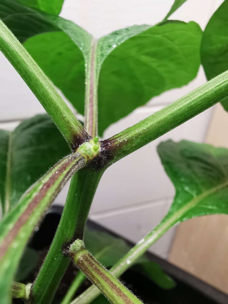 Indoor KSSR Knospen (1)