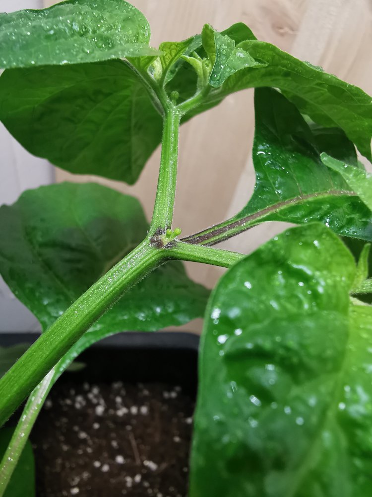 Indoor KSSR Knospen (2)