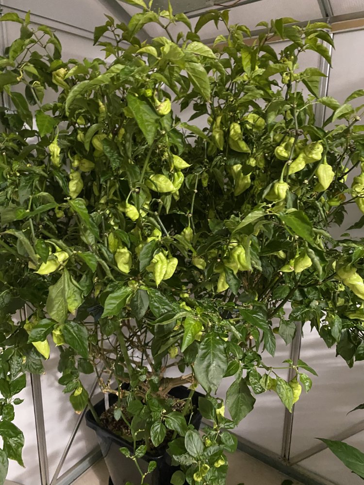 Indoor, Trinidad Hornet